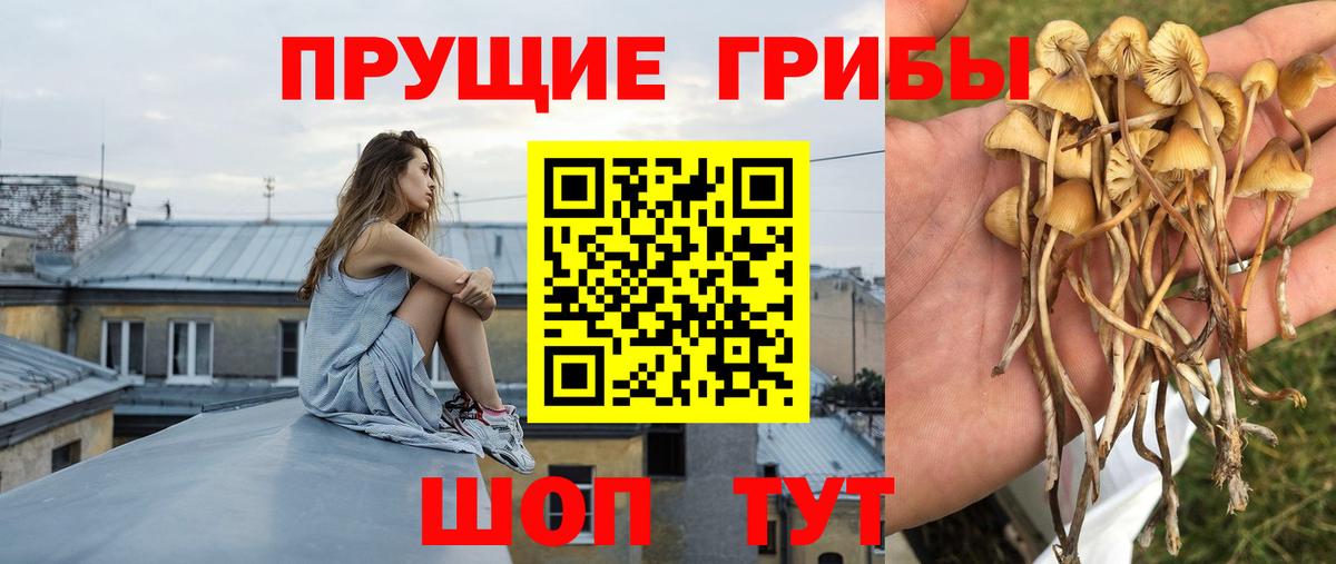 Кудрово  сколько стоит  Вход с VPN  Галлюциногенные грибы Psilocybe  Псилоцибиновые грибы Psilocybe 